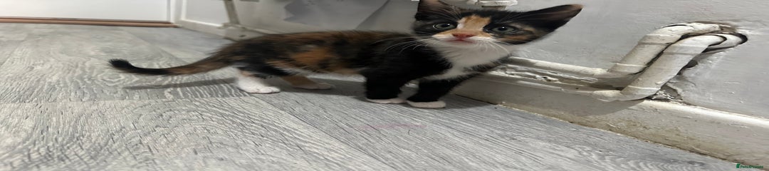 Gigi - Short Haired Kitten
