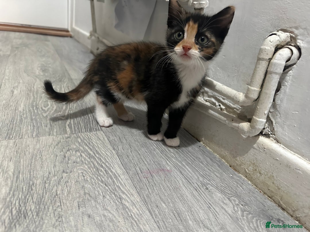 British Longhair cats for sale: Ready to home🤍 3 Black Tabby & 2 Multicoloured - Image 2