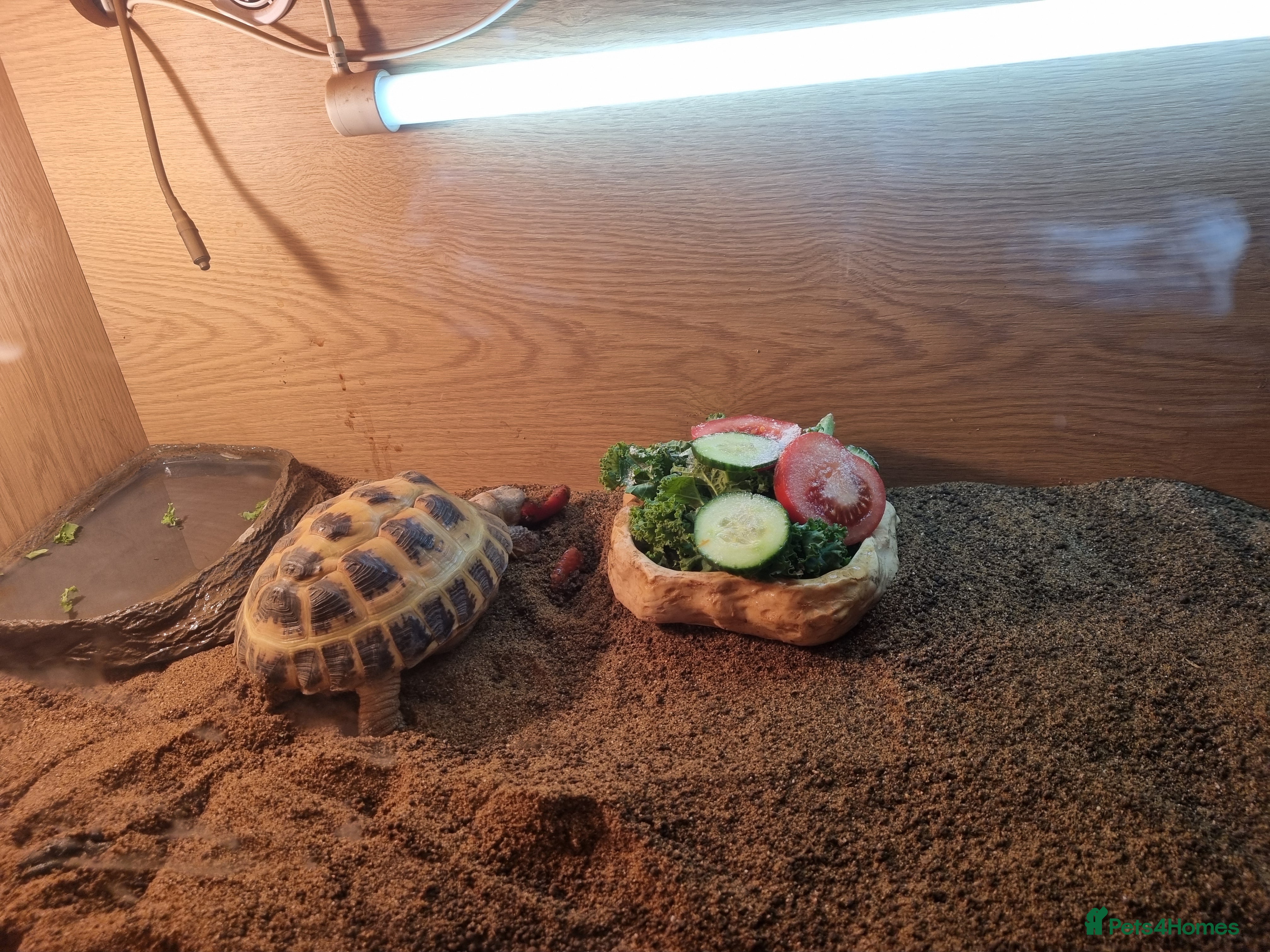 Hermann Tortoise reptiles Totoise  - Advert 13