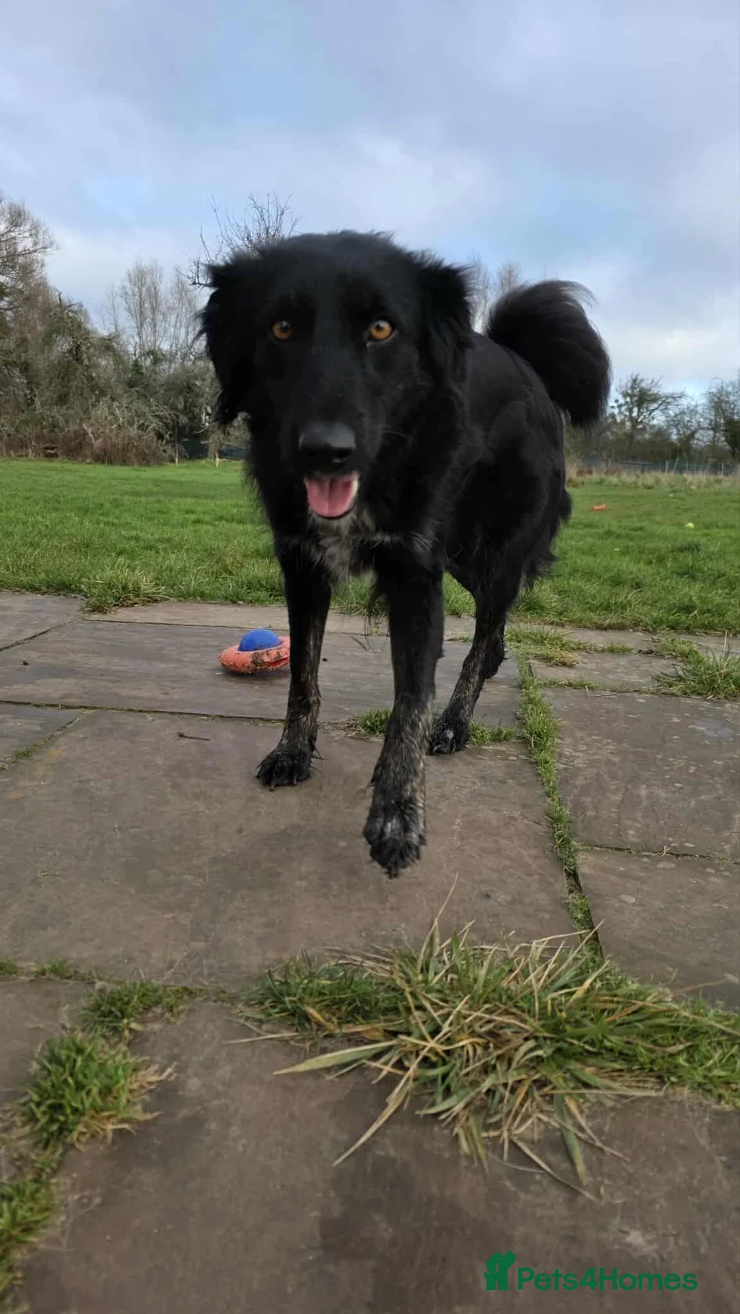 Mixed Breed dogs for adoption: TILLY (All black girl) - Advert 11