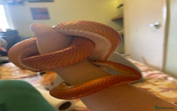 Corn Snake reptiles for sale: 10-15 year old girl looking for new home  - Image 2
