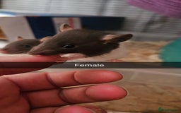 Rat rodents for sale: Baby male rats - Image 5