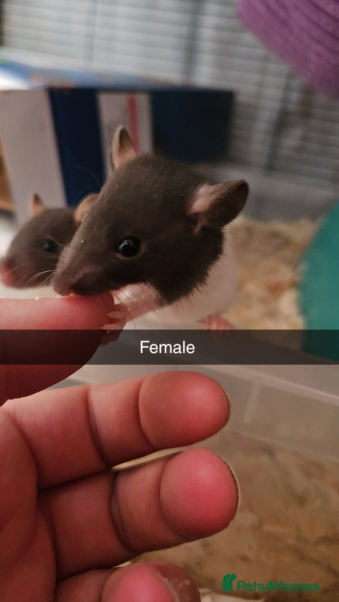 Rat rodents for sale: Baby male rats - Image 5