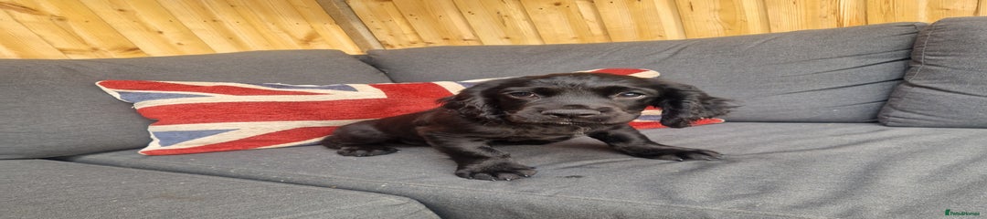 Cocker Spaniel Puppy 1