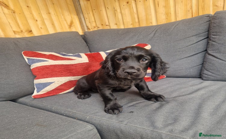 Cocker Spaniel dogs - Advert 2