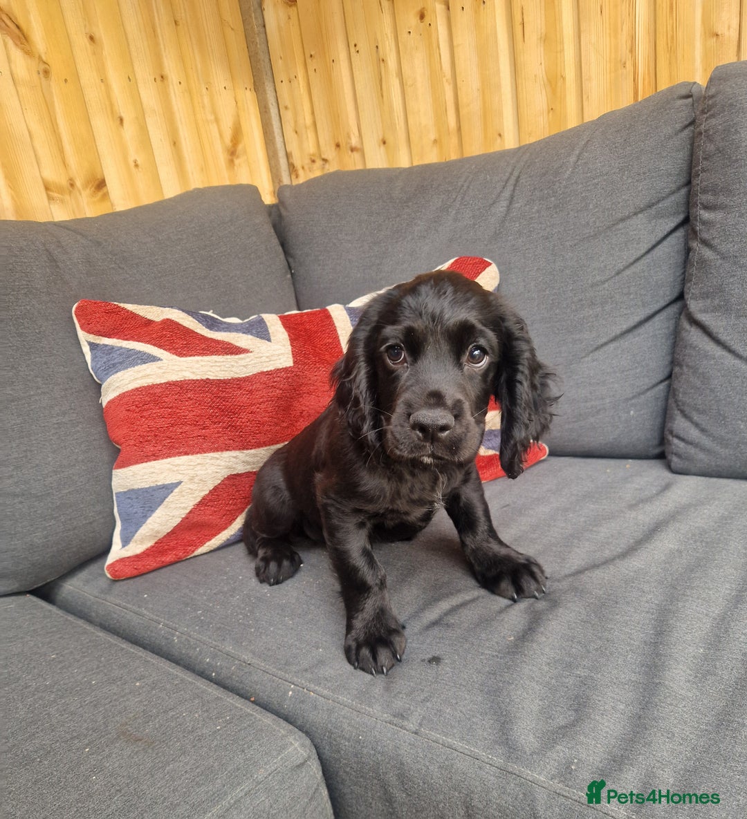 Cocker Spaniel dogs for sale: Kc legally docked health tested working cockers  - Image 1