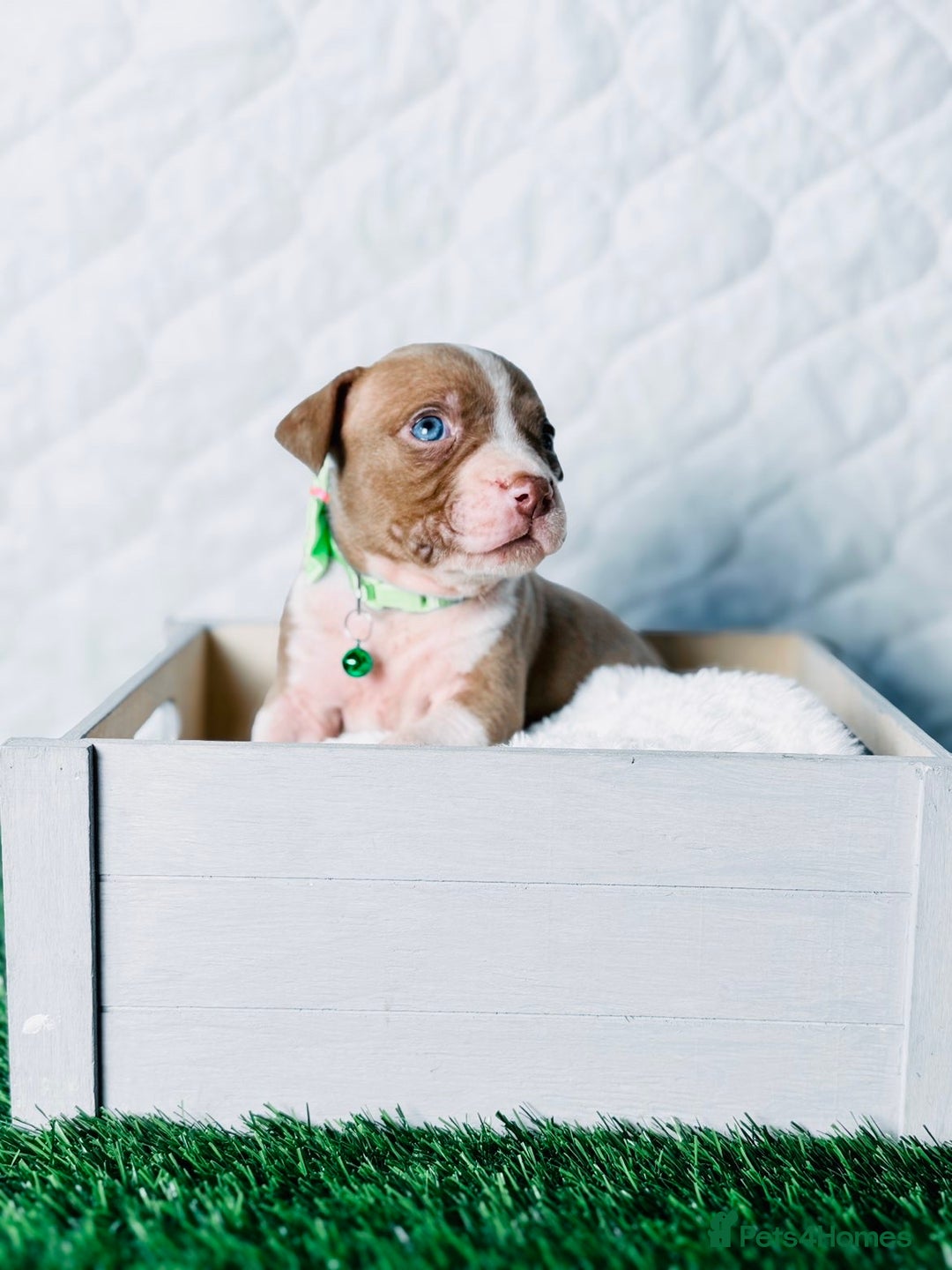 American Bully dogs for sale:  Bully x Staffie pups (2 Boys left) - Advert 7