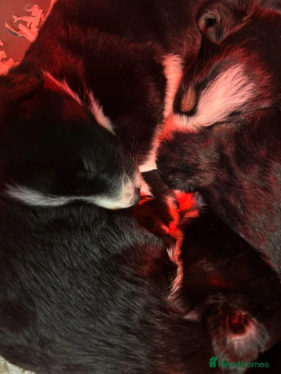 Mixed Breed dogs for sale: Beautiful, Bearded Collie x Border Collie pups.  - Advert 8
