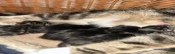 Mixed Breed cats for sale: Beautiful kittens  in Woking - Advert 11