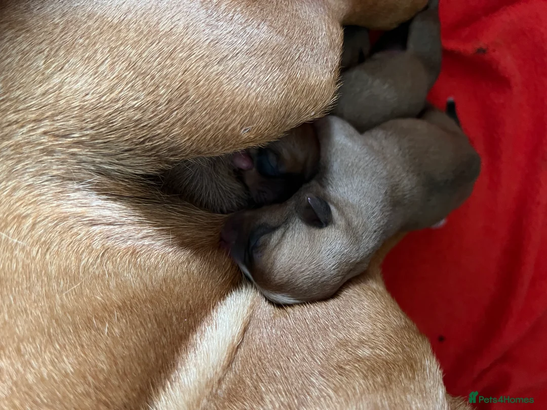 Jack Russell dogs for stud: Proven Short legged true  jack Russell for stud  in Eastleigh - Advert 12