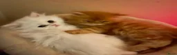 Persian cats for sale: 🌾 EXOTIC DOLL FACE PERSIAN Kittens - Advert 9