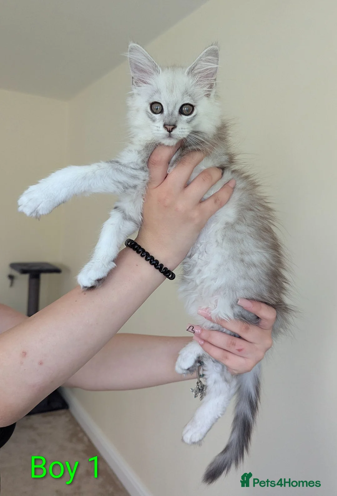 Maine Coon cats for sale: Male Maine Coon Kittens  in Alfreton - Advert 1