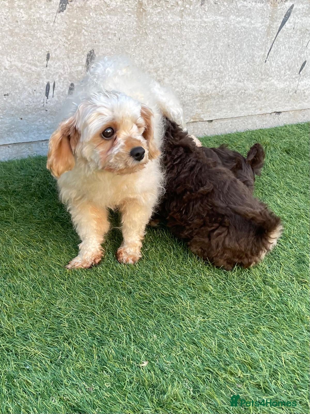 Cavapoo dogs 3 beautiful Cavapoo puppies for sale  - Advert 2