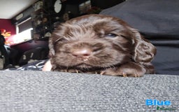 Cocker Spaniel dogs for sale: Cocker spaniel puppies - Image 40