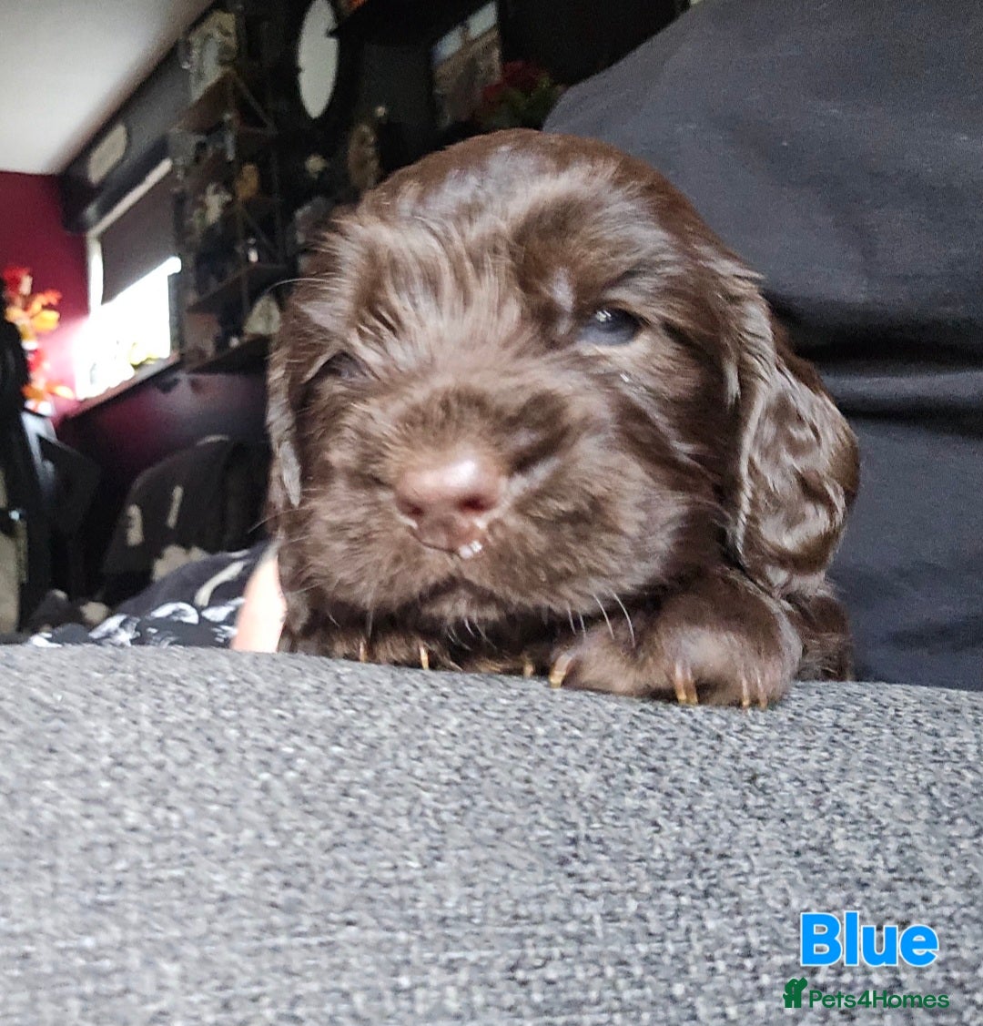 Cocker Spaniel dogs for sale: Cocker spaniel puppies - Image 40