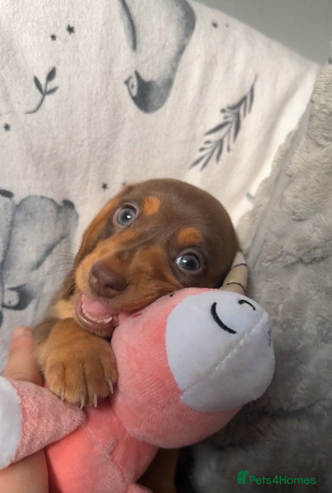 Miniature Dachshund dogs for sale: Miniature dachshunds for sale  - Advert 15