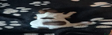 Shih Tzu Puppy 2
