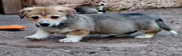 Welsh Corgi Pembroke dogs for sale: KC Pembroke Corgis  - Advert 22