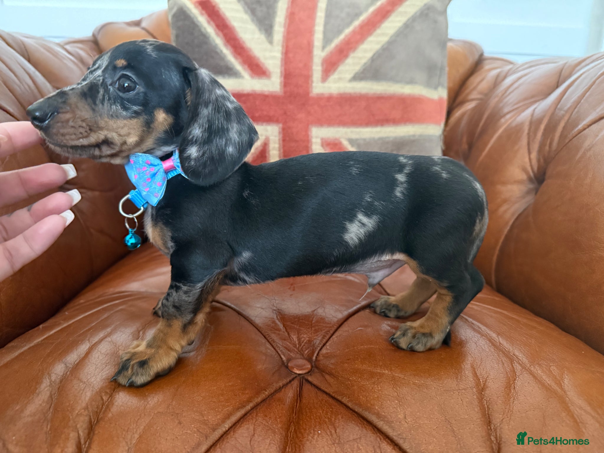 Miniature Dachshund dogs Beautiful Litter Of Miniature Dachshund Pups - Advert 1