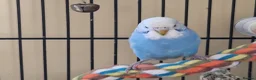 Budgerigars birds for sale: Female home bred budgie in South Petherton - Advert 3