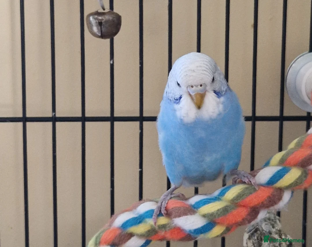 Budgerigars birds for sale: Female home bred budgie in South Petherton - Advert 3