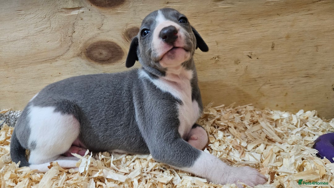 Whippet dogs for sale: KENNEL CLUB WHIPPETS  - Advert 33