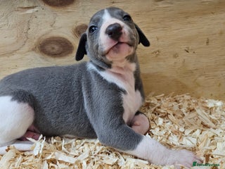 Whippet dogs KENNEL CLUB BEAUTIFUL WHIPPETS - Advert 2