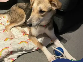 Mixed Breed dogs Meet Mary,currently residing in Canterbury - Advert 1