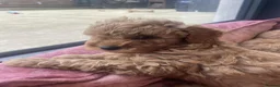 Cavapoo dogs for sale: ABSOLUTELY GORGEOUS DARK RED CAVAPOOS in Bacup - Advert 2