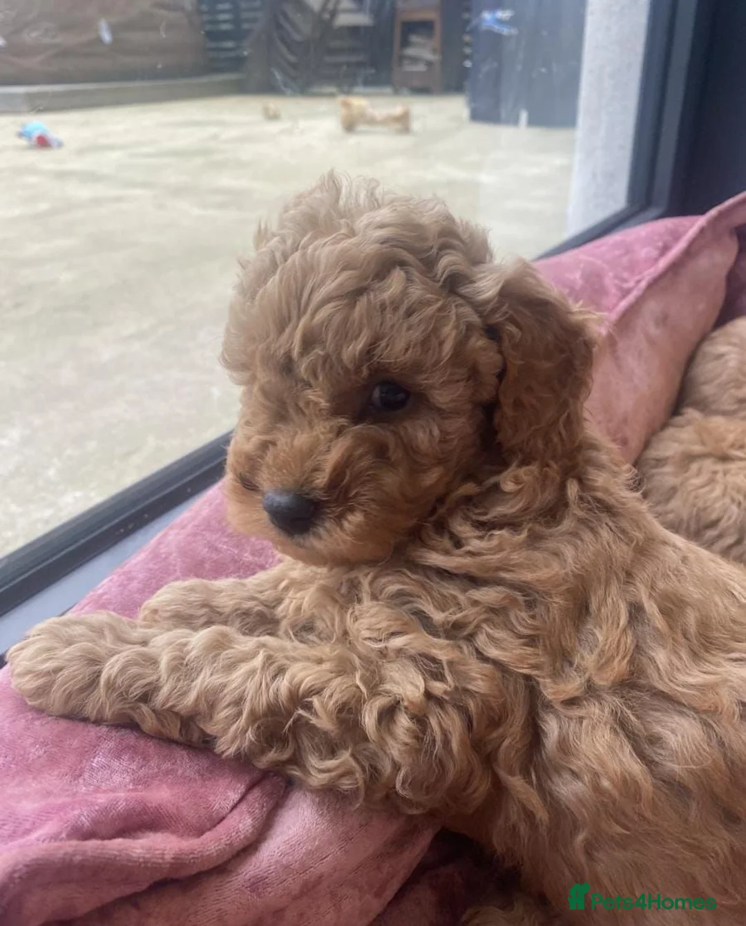 Cavapoo dogs for sale: ABSOLUTELY GORGEOUS DARK RED CAVAPOOS in Bacup - Advert 2