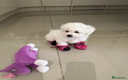 Bichon Frise dogs for sale: Pure Bichon Frise - Image 18