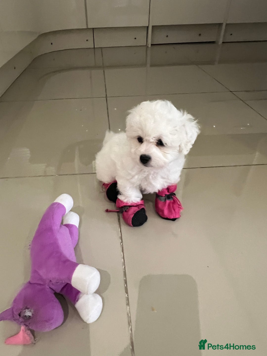 Bichon Frise dogs for sale: Pure Bichon Frise - Image 18