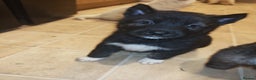 Akita dogs for sale: Akita puppys ready now  - Advert 4