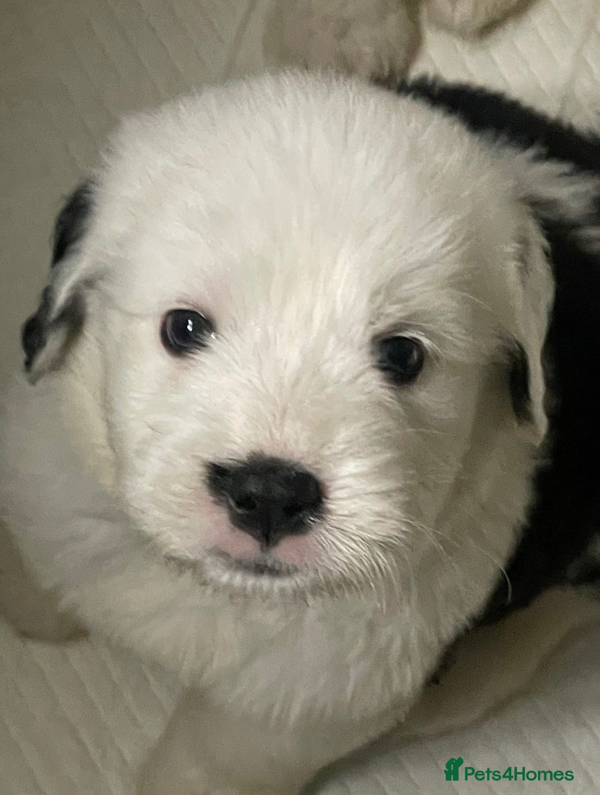 Old English Sheepdog dogs Old English x St Bernard  - Advert 6