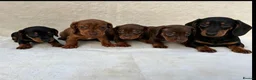 Miniature Dachshund dogs for sale: Dachshund 4 Boys available  - Advert 10
