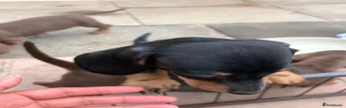 Dachshund 1