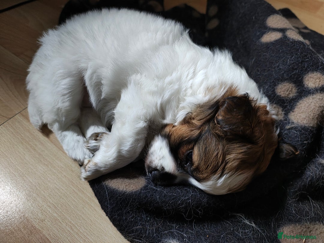 Mixed Breed dogs for sale: JACK RUSSEL X PUPPY ONLY 1 Female - Advert 5