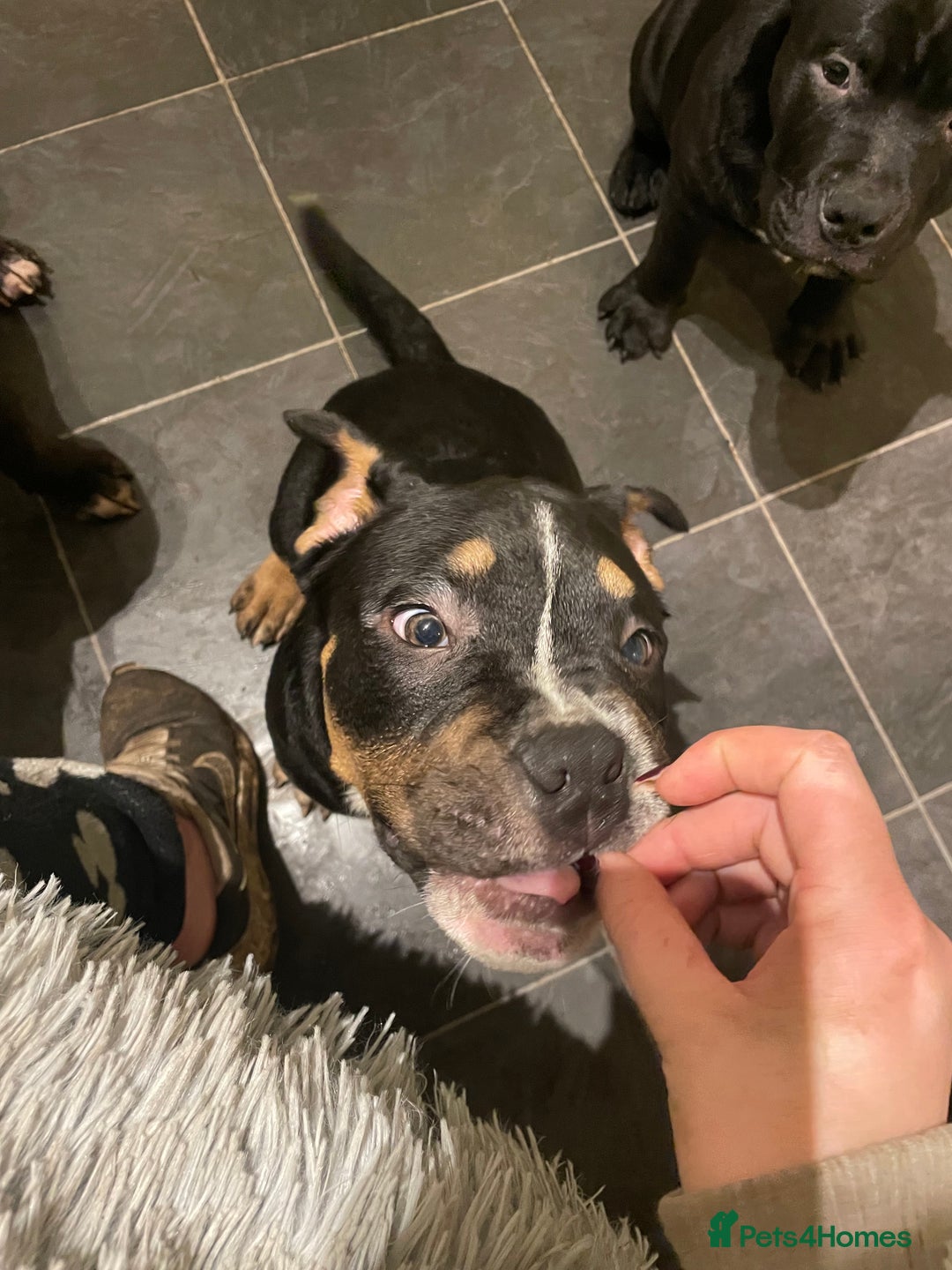 Mixed Breed dogs for sale: Pocket bully cross chow chow trio coloured boy! - Advert 3