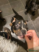 Mixed Breed dogs Pocket bully cross chow chow trio coloured boy! - Advert 14