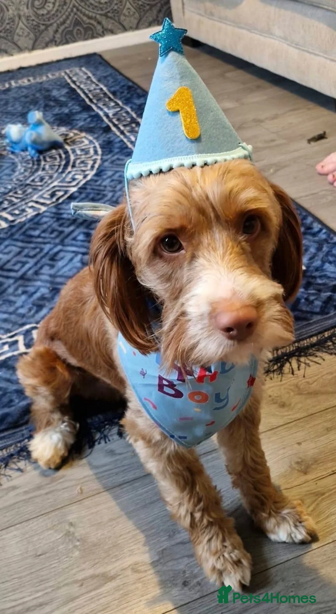 Cockapoo dogs for stud: Stud my dog - Advert 4