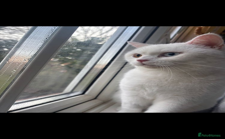 British Shorthair cats - Advert 8