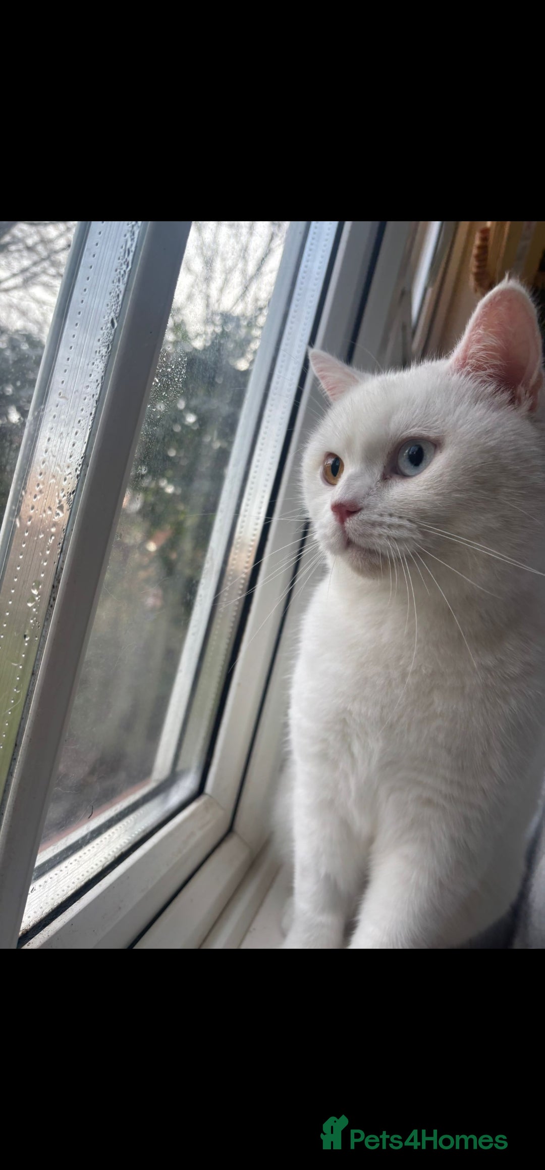 British Shorthair cats for sale: Adorable white British shorthair looking for home  - Image 1