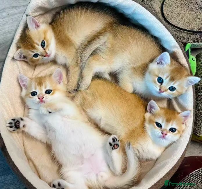British Shorthair cats Meet Our Sweet British Shorthair Kittens - Advert 1
