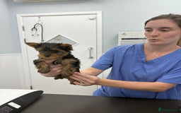 Yorkshire Terrier dogs for sale: Outstanding KC reg purebred Yorkshire terriers - Image 11