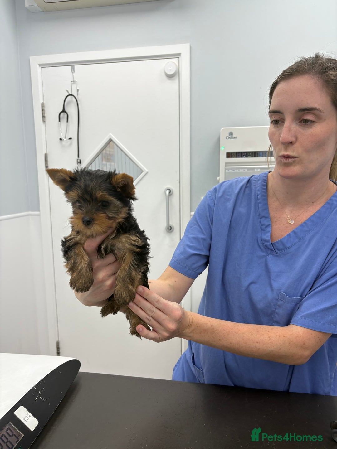 Yorkshire Terrier dogs for sale: Outstanding KC reg purebred Yorkshire terriers - Image 11
