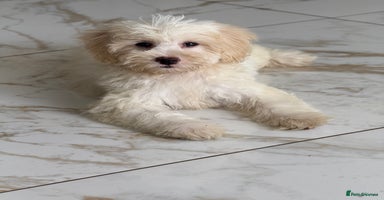 Cavapoo dogs in Southampton - Advert 12