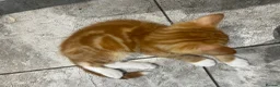 Mixed Breed cats for sale: Beautiful Friendly Kittens Ready for Loving Homes - Advert 17