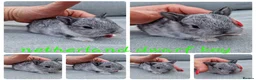 Netherland Dwarf rabbits for sale: Netherland dwarf babies available for reserve  - Advert 1