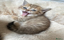 Persian cats for sale: Persian kittens - Image 8