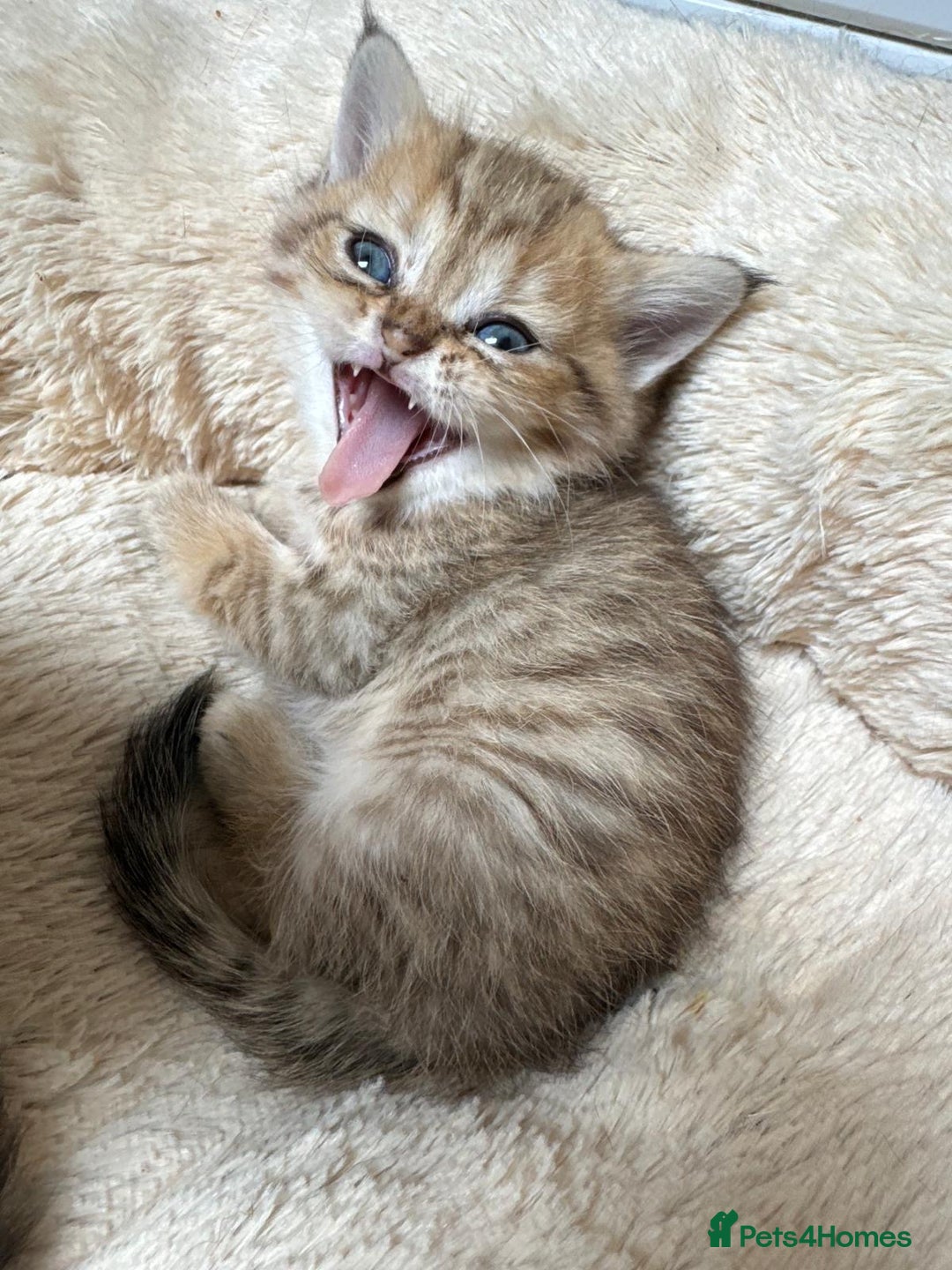 Persian cats for sale: Persian kittens - Image 8